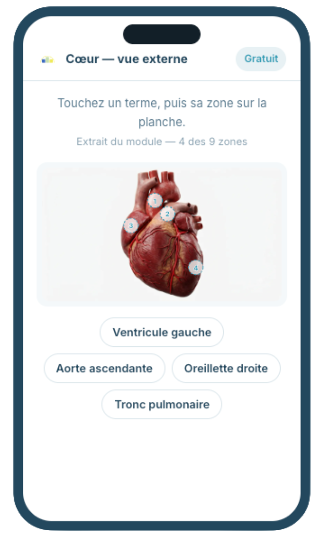 Anatomy Coach : une planche du cœur à compléter au doigt, sur téléphone